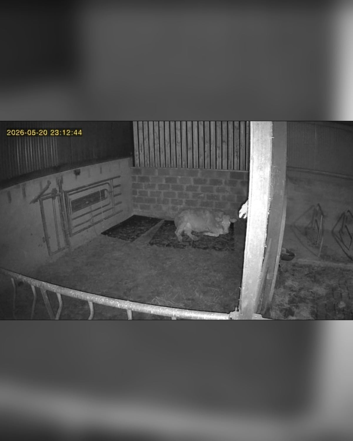 REAL FOOTAGE: 4G camera infrared at night - stock shed