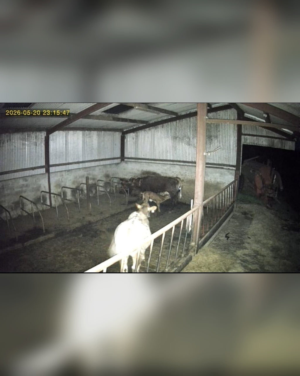 REAL FOOTAGE: 4G camera colour at night - shed interior and livestock