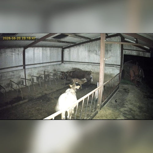 REAL FOOTAGE: 4G camera colour at night - shed interior and livestock